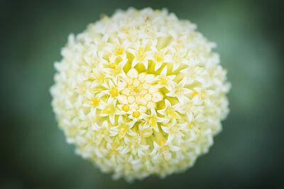 Botanical Pattern — CSS example