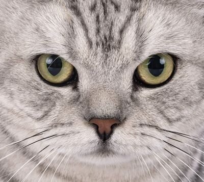 Pixel Pet — CSS example